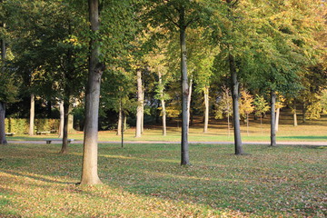 Naklejka premium Herbstbäume