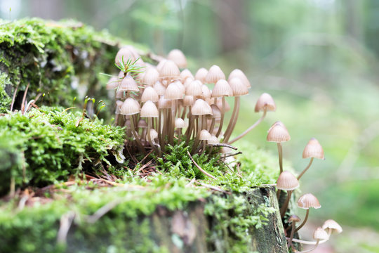 Mycena