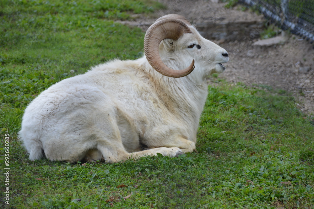 Poster Dall sheep laying in the grass