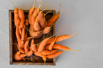 Trendy ugly carrot in a wooden box. Natural organic vegetables on grey concrete background. The concept of using fertilizers and GMOs. Top view, copy space
