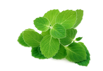 Fresh raw mint leaves isolated