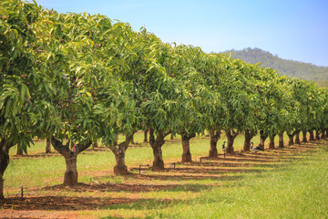 Mango trees on farm. Orchard, fruit trees