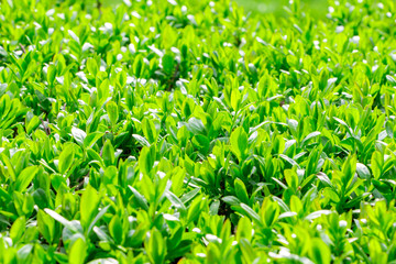 Fototapeta premium Japanese boxwood bush - Buxus microphylla