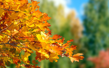 Naklejka na ściany i meble Colorful foliage autumn leaves fall background