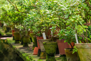 Fototapeta premium old pots where rare plants are grown stand on stone tables in an old greenhouse where everything is covered with moss