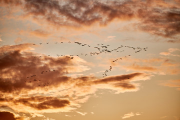 flock of cranes flying to place to sleep