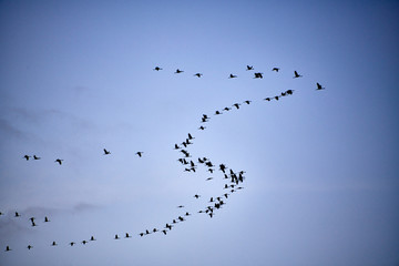flock of cranes flying to place to sleep