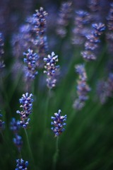 Obraz premium Blüten