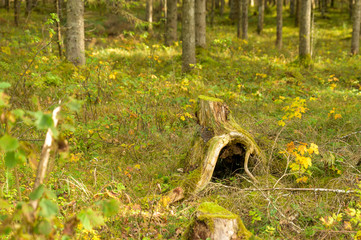 autum at the schiederweiher