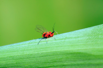 Red tube aphid and cinnabar leaf mites