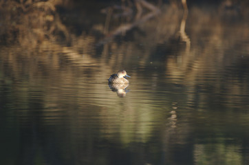 A grey Teal o  the Moore River at Regans Ford, Western Australia