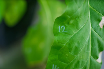 Green leaf of plant with marks. Laboratory research. Agro Institute.