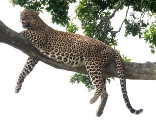 leopard on a branch