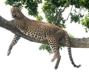 leopard on a branch