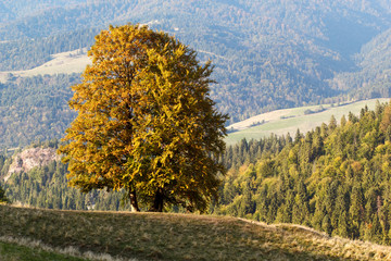 Lonely tree at Polana pod Wysoka. Pieniny Mountains in autumn, Poland. © Yulia