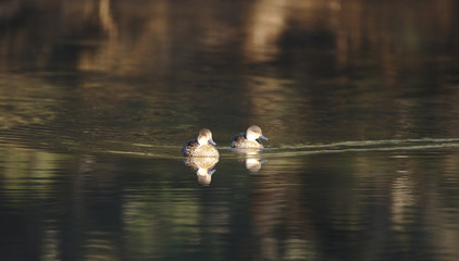A grey Teal o  the Moore River at Regans Ford, Western Australia