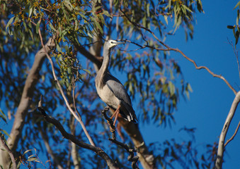 A White Faced Heron in a tree on the Moore River, Western Australia