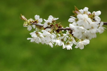 Flowers of cherry tree