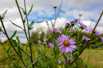Wildflowers close-up. Clover and other flowers. Wild nature.
