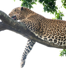 leopard on a branch