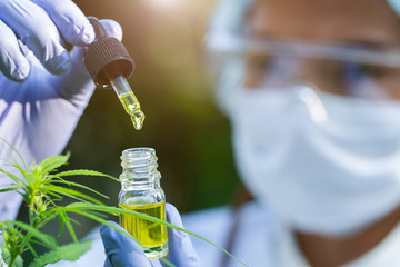Portrait of scientist with mask, glasses and gloves researching and examining hemp oil in a greenhouse. Concept of herbal alternative medicine, cbd oil, pharmaceptical industry