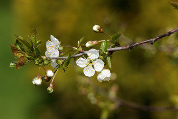 Spring background - flower of cherry tree