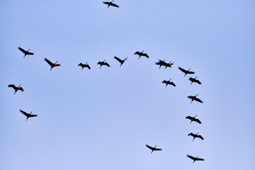 flock of cranes flying to place to sleep