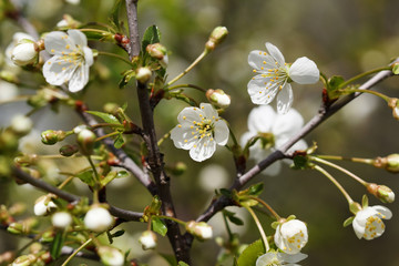 Cherry Tree in Bloom
