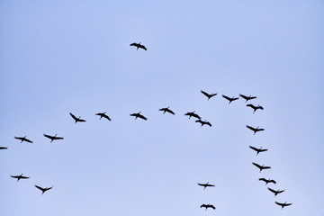 flock of cranes flying to place to sleep