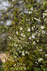 Cherry Tree in Bloom