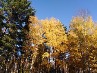 golden autumn