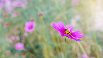 Honeybee working on pink cosmos flower in beautiful spring morning flower field blurred nature background.