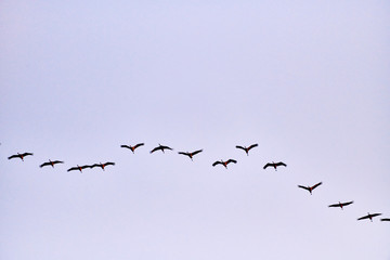 flock of cranes flying to place to sleep
