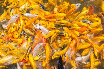 Golden Koi fish, Fancy carp, Mirror carp (Cyprinus Carpio) are swimming and diving in the pond