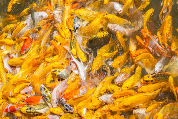 Golden Koi fish, Fancy carp, Mirror carp (Cyprinus Carpio) are swimming and diving in the pond