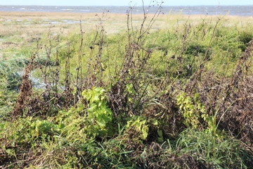 Nordsee mit ihren Pflanzen