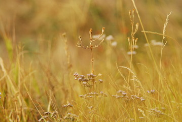 Sea lavander Limonium perezii Purple flowers on the autumnal yellow background steppe inspiration wildlife garden 