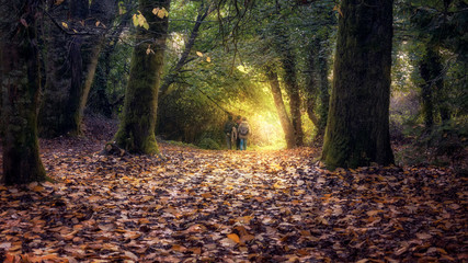 autumn in the forest