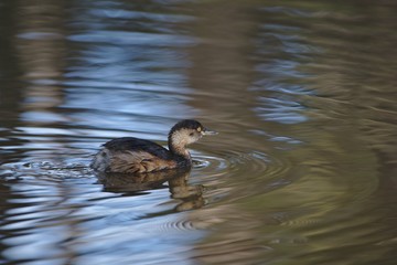 An Australasian Grebe on the Moore River in Regans Ford, Western Australia