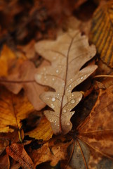 Falling golden autumn leafs with rainy water drops seasonal mood macro photo 