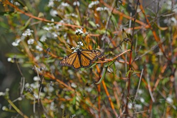 A Monarch butterfly in the south west of Western Australia