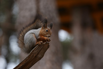 Squirrel eats nuts on a tree branch in the forest.