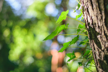 green branch of a tree