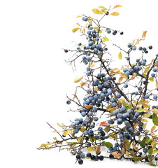 Fresh blackthorn berries with twig, branch and leaves prunus spinosa isolated on white background
