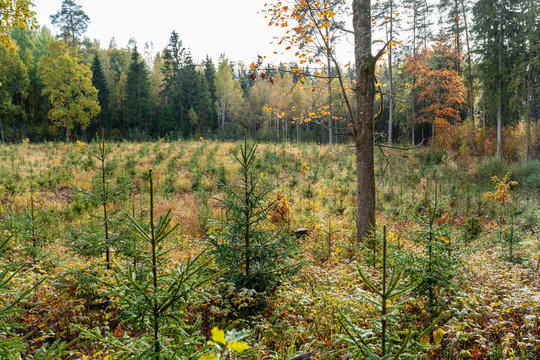 Fall season background with the soft rain in sunlight. Rows of replanted young fir trees among yellowed grasses in the forest. Reforestation. Forest - Lungs of the Earth. Nature save concept. 