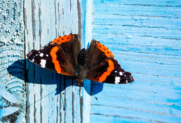 Colorful butterfly resting on light blue pine wood boards on a warm autumn day.