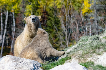 White bears in Canada, the mother and her child on a rock during the Indian summer