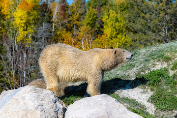 White bear in Canada, standing on a rock during the Indian summer, the forest in background