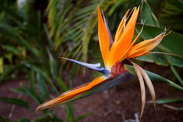 Fototapeta na wymiar Paradiesvogelblume