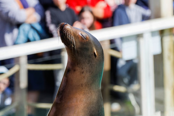 Fototapeta premium Spectacle d'otaries